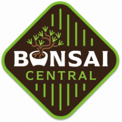 Bonsai Central – Convention in Saint Louis